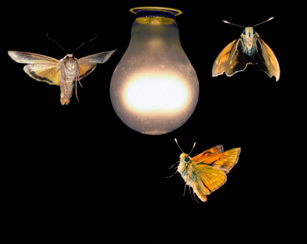 moths